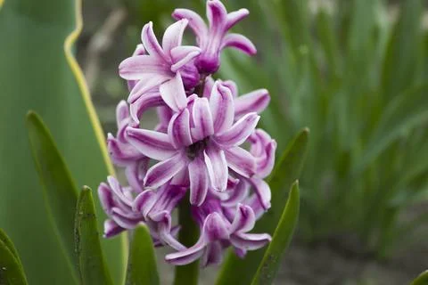 Hyacinthus Stock Photos