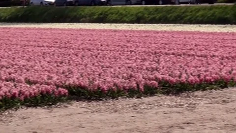 Hyacints on the fields for growing bulbs. Stock Footage 82533406