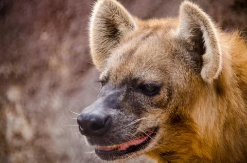 Hyaena head close up with fangs opened Stock Photos