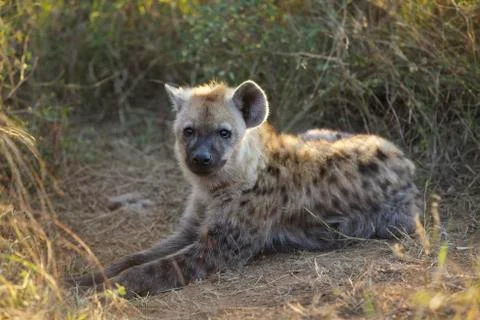 Hyaena Stock Photos
