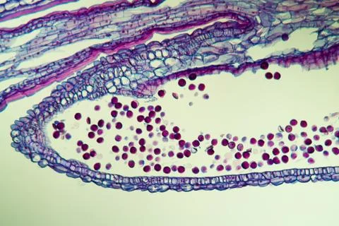 Hyazinthe Foto stock
