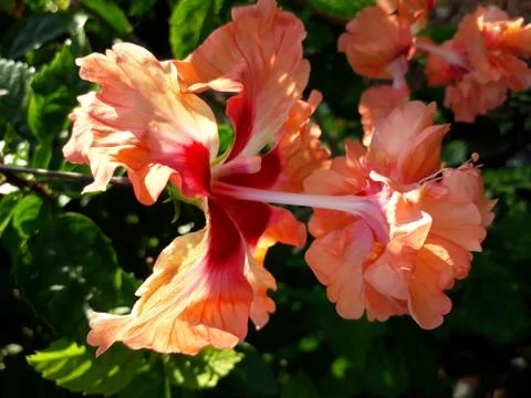 Hybiscus double flower Stock Photos