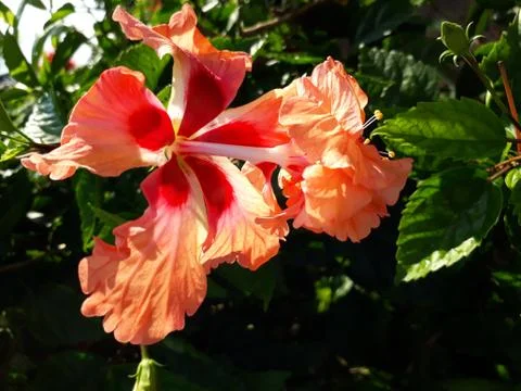 Hybiscus double flower Foto stock