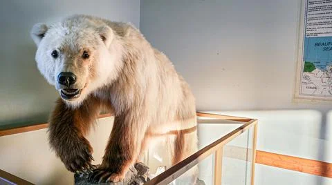 Hybrid Bear Stock Photos