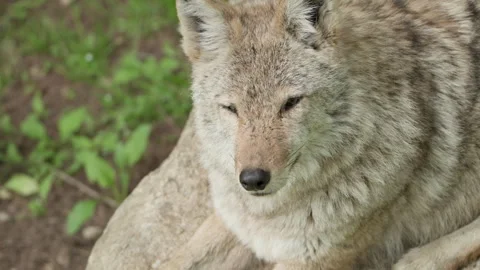 Hybrid Coywolf Species Across Eastern Stock Video Pond5
