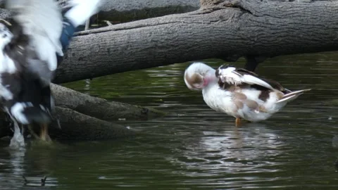 Hybrid duck flapping wings while second bird landing on log Stock Footage 340265446