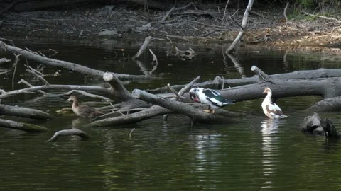 Hybrid ducks on fallen tree log as metaphor for readiness Stockbeeldmateriaal 340265106