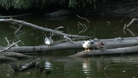 Hybrid ducks gathering on floating log near lake bank Stock Footage 340265472