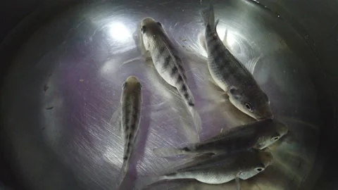 Hybrid GIFT tilapia fish in hand Stock Footage 222854881