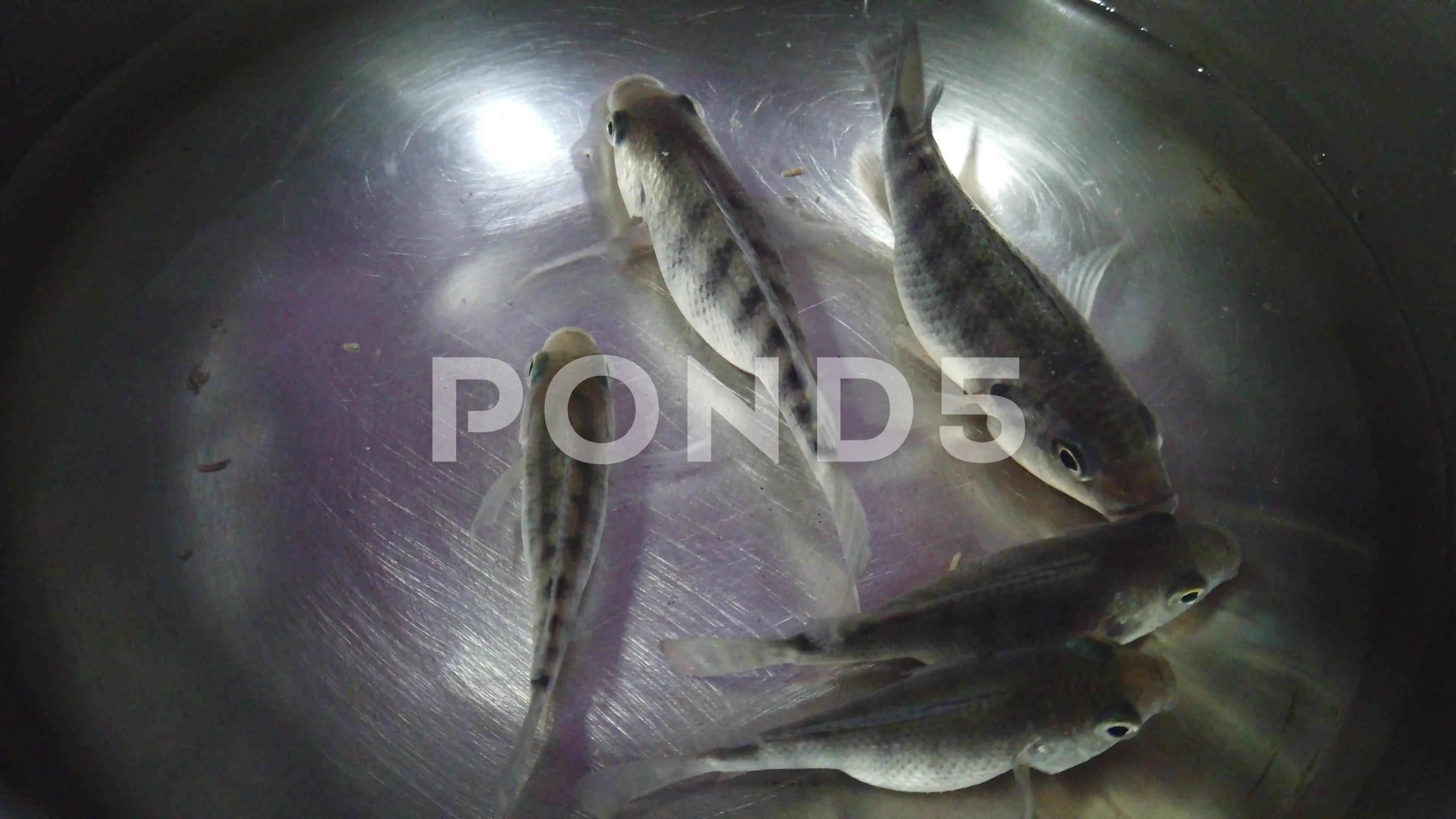 hybrid GIFT tilapia fish in hand, Stock Video
