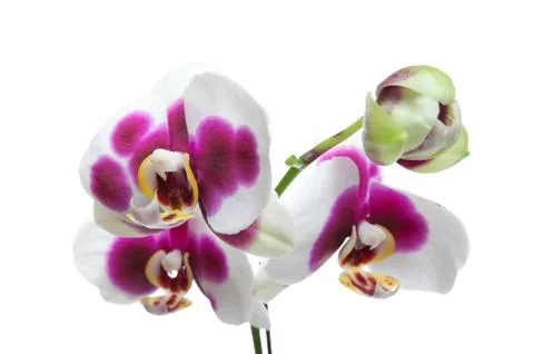 Hybrid orchids Stock Photos