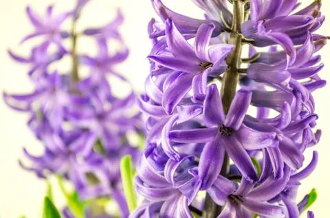 Hycainth Stock Photos