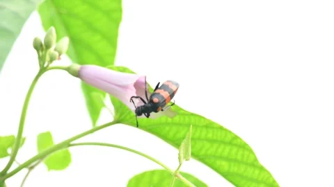 Hycleus polymorphus eating Ipomoea carnea flower. Stock-Footage 341505762