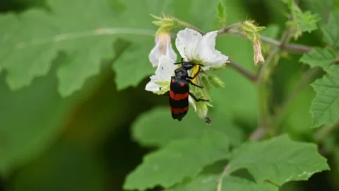 Hycleus polymorphus eating white flower. Stock Footage 314062322