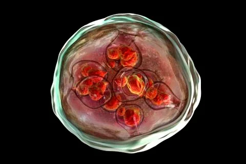 Hydatid cyst of Echinococcus granulosus 스톡 일러스트