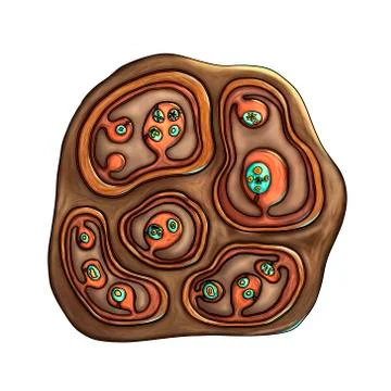 Hydatid cyst of Echinococcus multilocularis Stock Illustration