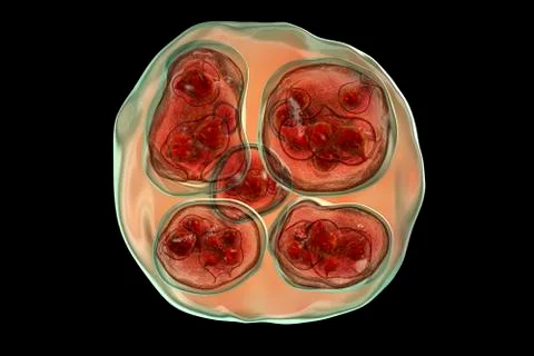 Hydatid cyst of Echinococcus multilocularis Stock Illustration