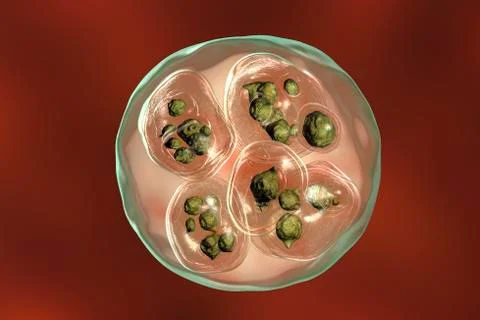 Hydatid cyst of Echinococcus multilocularis 스톡 일러스트