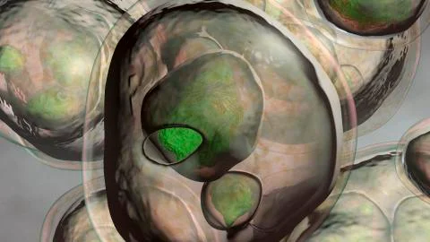 Hydatid cyst of Echinococcus multilocularis Stock Illustration