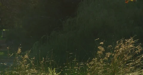 Hyde Park Insects Slow Motion Golden Hour Stock Footage 122675189