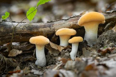 Hydnum repandum Stock Photos