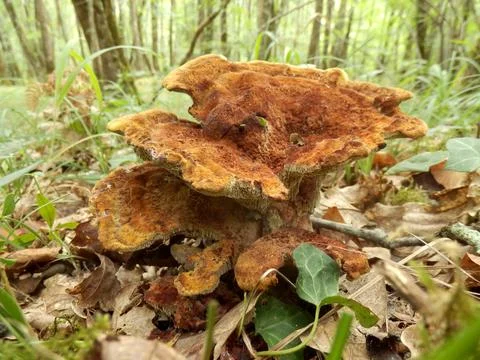 Hydnum rufescens. Stock Photos