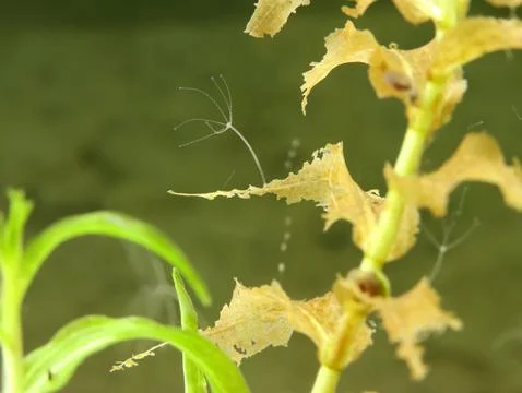 Hydra attached to vegetation Stock Photos
