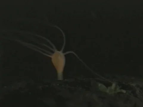 Hydra digestive tract Vidéo 71373393