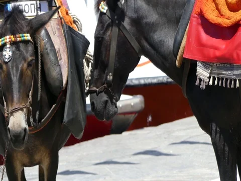 Hydra greece donkey Stock Footage 78377084