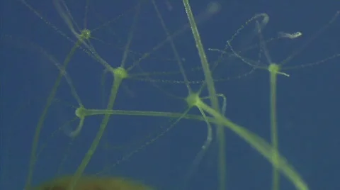 Hydra group Vidéo 345971