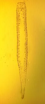 Hydra sp. longitudinal slit - permanent slide plate under high magnification Foto stock