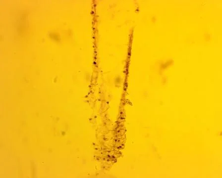 Hydra sp. longitudinal slit - permanent slide plate under high magnification Stock-Fotos