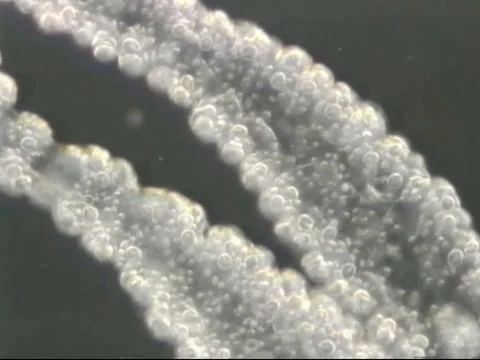 Hydra tentacles Stockbeeldmateriaal 71373904