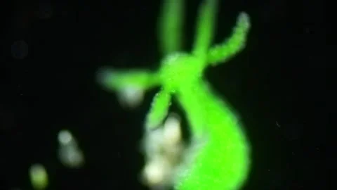 Hydra viridis ( Dark Field) Stock Footage 315932347