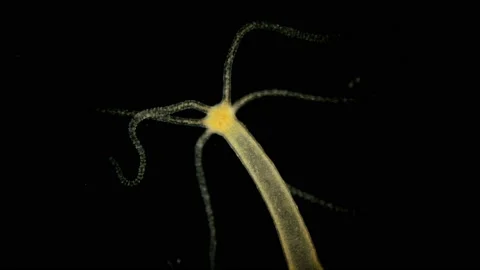 Hydra vulgaris under the microscope Video stock 107322402