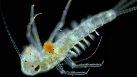 Hydrachnidia mite larva on larva of Ephe... | Stock Video | Pond5