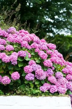 Hydrandea Pink 库存照片