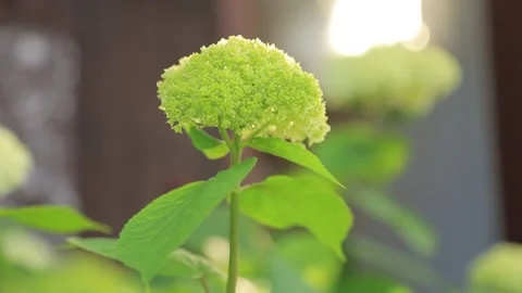 HYDRANGEA 2 Stock Footage 158049847