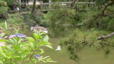 Hydrangea and pine tree swaying by pond in Japanese garden Stock Footage 339768681