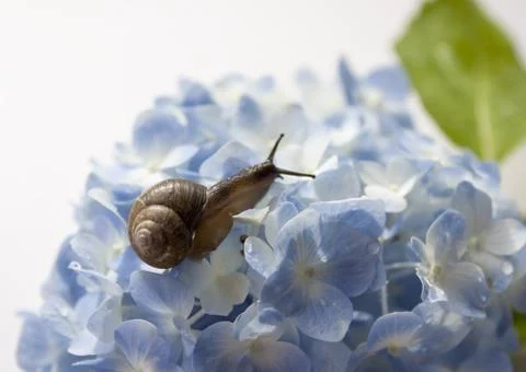 Hydrangea and a snail Stock Photos