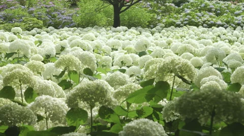 Hydrangea Annabelle colonies, color grade, in Japan Stock-Footage 66485727