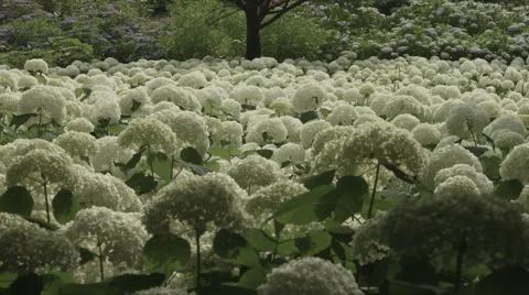 Hydrangea Annabelle colonies, non color grade, in Japan Video stock 66484877