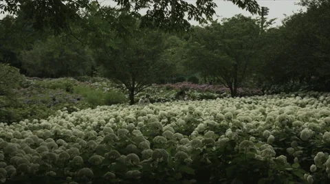 Hydrangea Annabelle colonies wide angle, non color grade, in Japan Видео 66483856