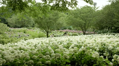 Hydrangea Annabelle colonies wide angle, color grade, in Japan Video stock 66484922