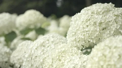 Hydrangea Annabelle in Japan Stock Photos