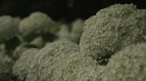 Hydrangea Annabelle, non color grade, in Japan Stock Footage 66482911