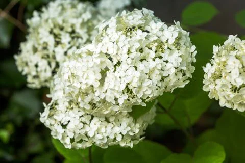 Hydrangea Annabelle Stock Photos