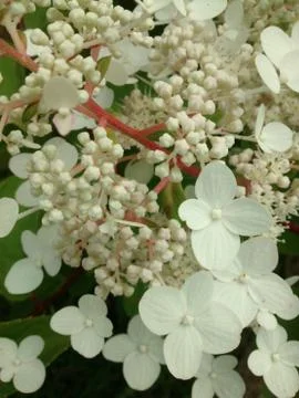 Hydrangea anomala flowers Stock Photos