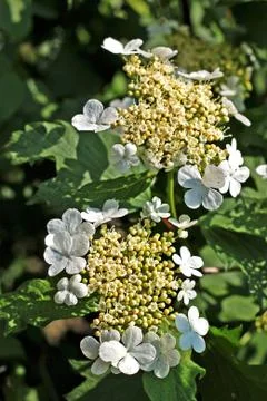 Hydrangea anomala plant Stock Photos