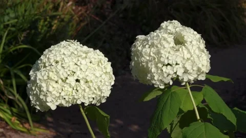 Hydrangea Arborescens 'Annabelle' Stock Footage 190507943
